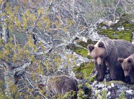 Sólo 40 hembras y 67 crías de oso cantábrico perviven en España