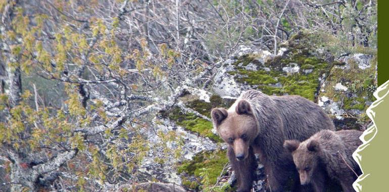 Carmen Fernández: "La protección del oso no puede poner en peligro la actividad económica"