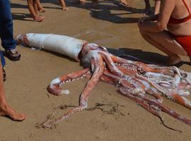 Un calamarón xigante vara en El Sablón y el Principado se hace cargo de él