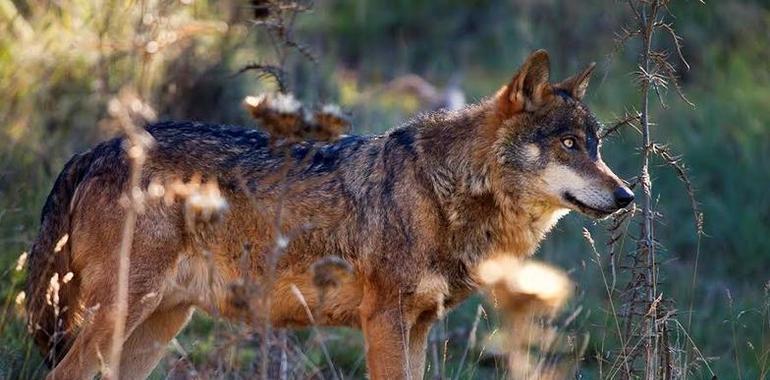 Carmen Fernández pide menos secretismo en las cifras del II Plan de gestión del lobo