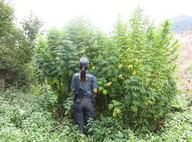 La Guardia Civil descubre más de 1.000 plantas de cannabis en una finca de Aller