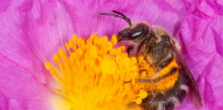 Las abejas mediterráneas se distribuyen al ritmo del mercado de las flores 