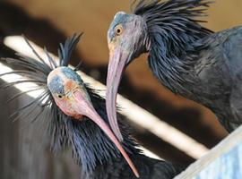 La primera colonia reproductora de ibis eremita en Europa desde hace cinco siglos se asienta en Cádiz