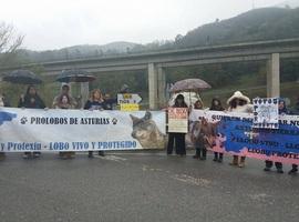 Protesta en Lena contra el actual pan de gestión del lobo