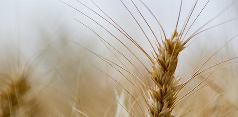 Nuevo trigo sin gluten ni efectos adversos a la salud
