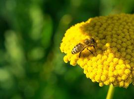Exigen prohibición total de los insecticidas dañinos para las abejas