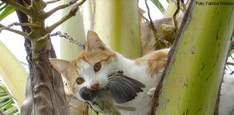 Los gatos asilvestrados han contribuido a la extinción del 14% de los vertebrados insulares