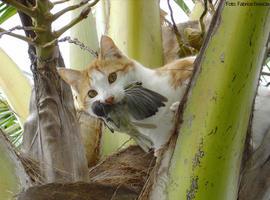 Los gatos asilvestrados han contribuido a la extinción del 14% de los vertebrados insulares