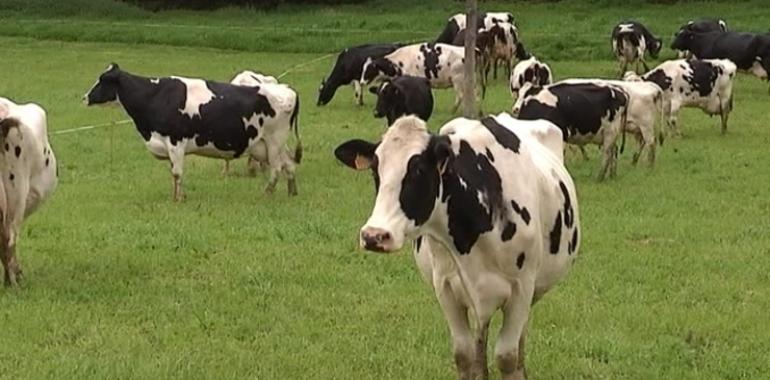FORO alerta sobre nuevos cierres de explotaciones lácteas