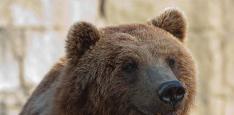 Los osos asturianos no vinieron de Rusia
