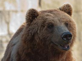 Los osos asturianos no vinieron de Rusia
