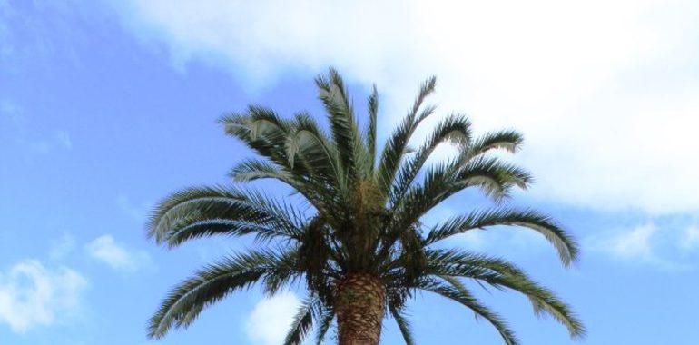 Mieres pide censar las palmeras para luchar contra el picudo rojo