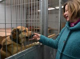215 perros y 30 gatos esperan familia en el Albergue Municipal de Animales de Oviedo