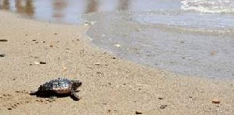 Una nueva esperanza para las tortugas marinas en las playas españolas