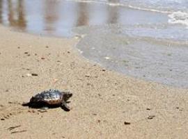 Una nueva esperanza para las tortugas marinas en las playas españolas