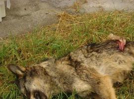 Primer acercamiento de ganaderos y ecologistas sobre oso y lobo en Asturias