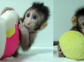 China logra los primeros clones de mono con el método Dolly