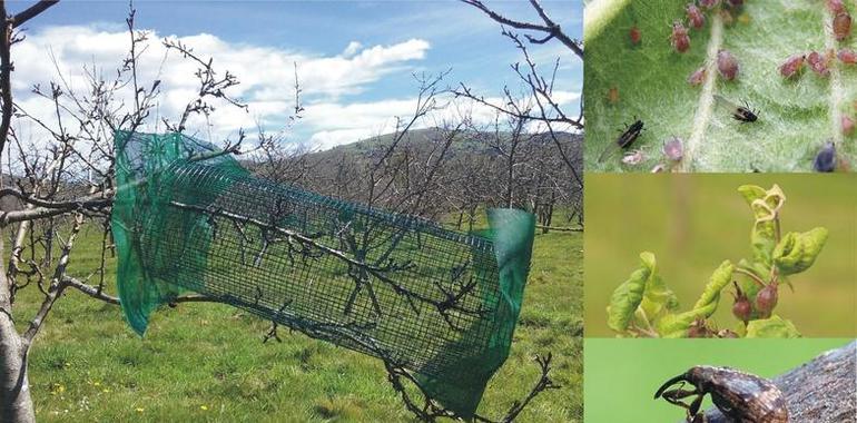 Las aves insectívoras tienen un papel beneficioso para el manzano de sidra
