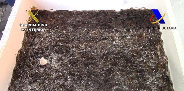 310 kilos de angula incautada en Barajas van para los ríos vascos