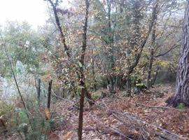 Coordinadora Ecoloxista d’Asturies solicita la retirada de los eucaliptos de Verañes