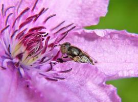 Sistema detector de pesticidas puede ayudar a las abejas en extinción