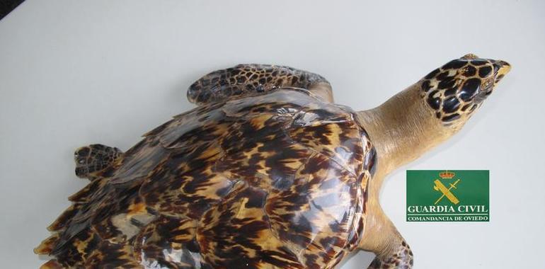 Seprona intercepta en Asturias la venta de una tortuga y un mono disecados