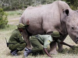 Muere el último rinoceronte blanco macho del mundo