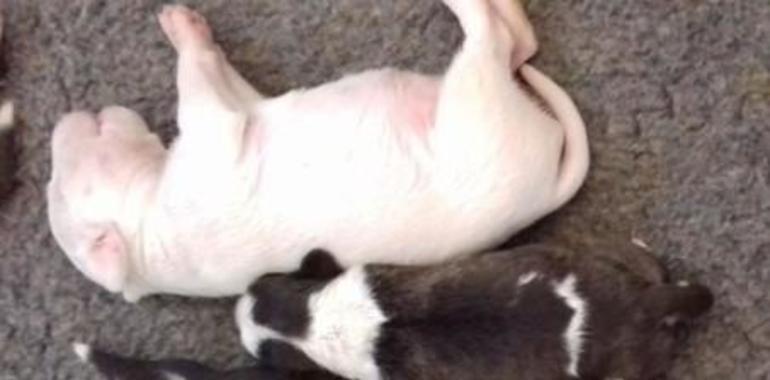 Una mutación mata a los bull terriers afectados por una enfermedad de la piel