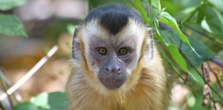 Cinco monos capuchinos en la familia del zoo de Oviedo