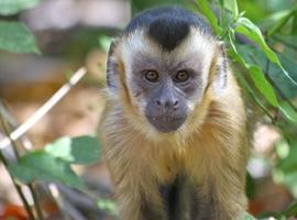 Cinco monos capuchinos en la familia del zoo de Oviedo