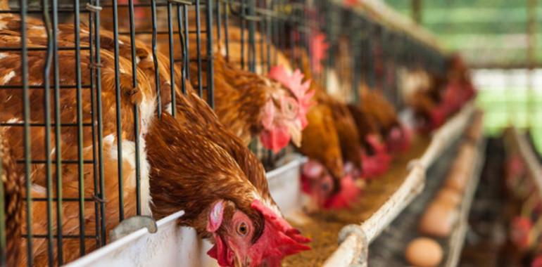 Científicos de Uniovi cuantifican el impacto ambiental de la fábrica de huevos