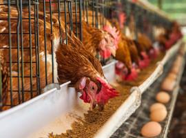 Científicos de Uniovi cuantifican el impacto ambiental de la fábrica de huevos