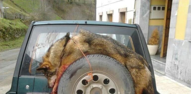 Ecologistas y científicos rechazan el exterminio de lobos en Picos de Europa