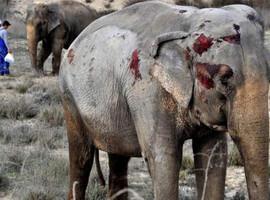 Animales en los circos: Murió un elefante