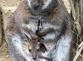 Nacen dos cangurinos en el zoo de Oviedo