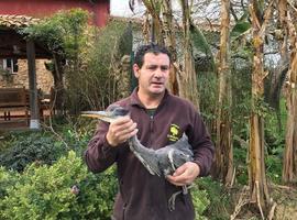 Una garza Real malherida por escopeteros lucha por la vida en zoológico de Oviedo