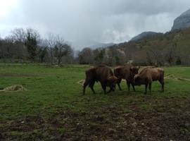 El Parque de la Prehistoria incorpora dos nuevos ejemplares de bisonte europeo 