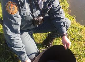 La Guardia Civil de Oviedo descubre un vivero de angulas en Abres