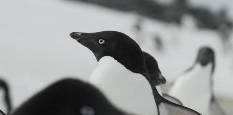 Documental de Greenpeace, Bardem y Longoria con la belleza del Antártico