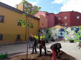 Las calles de Avilés recuperan 25 árboles en lo que va de año