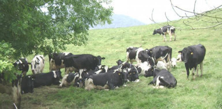 Producción sostenible de leche de vaca de calidad diferenciable para la Cornisa Cantábrica