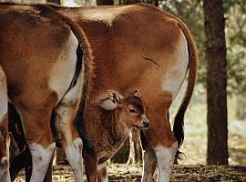 686.400 euros para proteger al ganado asturiano de la lengua azul