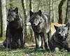Aumenta la población de lobos en Asturias: Ya son 43 manadas