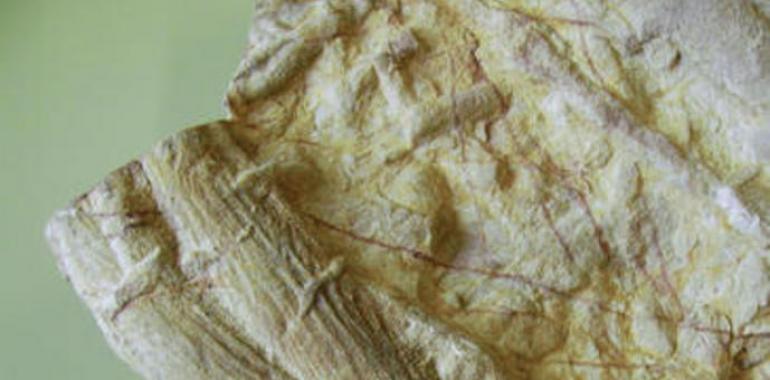 Técnicas de microscopía para estudiar fósiles prehistóricos