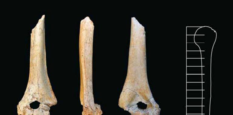 Nuevos datos apuntan a que el ‘Homo antecessor’ tuvo una relación directa con los neandertales