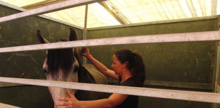 Equimur reúne a los mejores caballos de pura raza española e hispanoárabe 