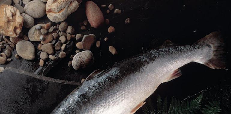 Comienza la temporada de pesca en los ríos asturianos