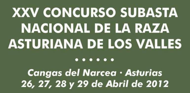 Concurso Subasta Nacional de la Raza Asturiana de los Valles en Cangas del Narcea