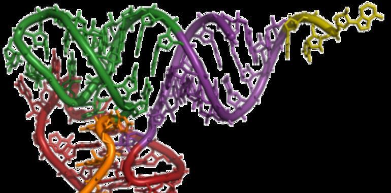 Obtienen la estructura en 3D de un mecanismo que destruye ARN defectuoso