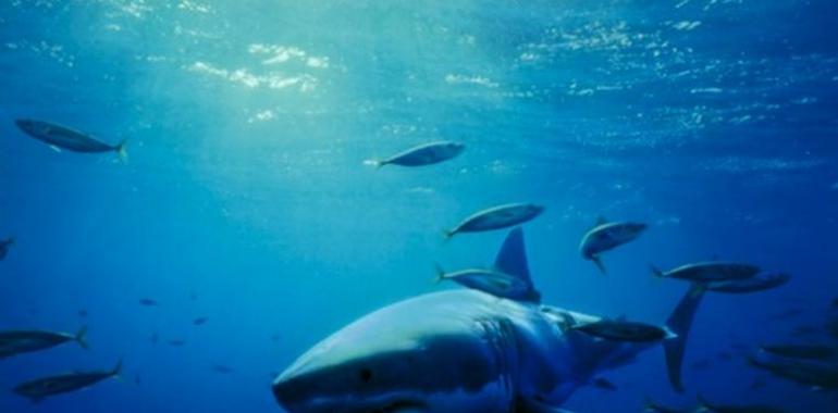 Costa Rica reitera compromiso contra desaleteo tiburones